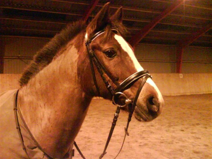 Anden s&#230;rlig race Hovvejens Rex - NYT ! januar 2009. ved godt han ikke er klippet helt omkring hovedet, men han kunne ikke lide det xD billede 14