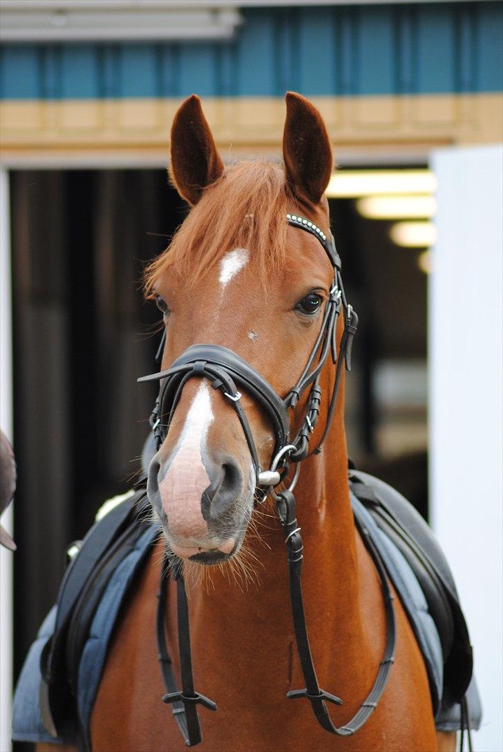 Frederiksborg Rigel af Vestergård - #1 Et smukkere væsen findes ikke! Chili, jeg elsker dig mere end noget andet. :-) Du er min makker, min læremester, MIN bedsteven! Jeg elsker dig!  //FOTO: Maiken Nielsen. billede 3