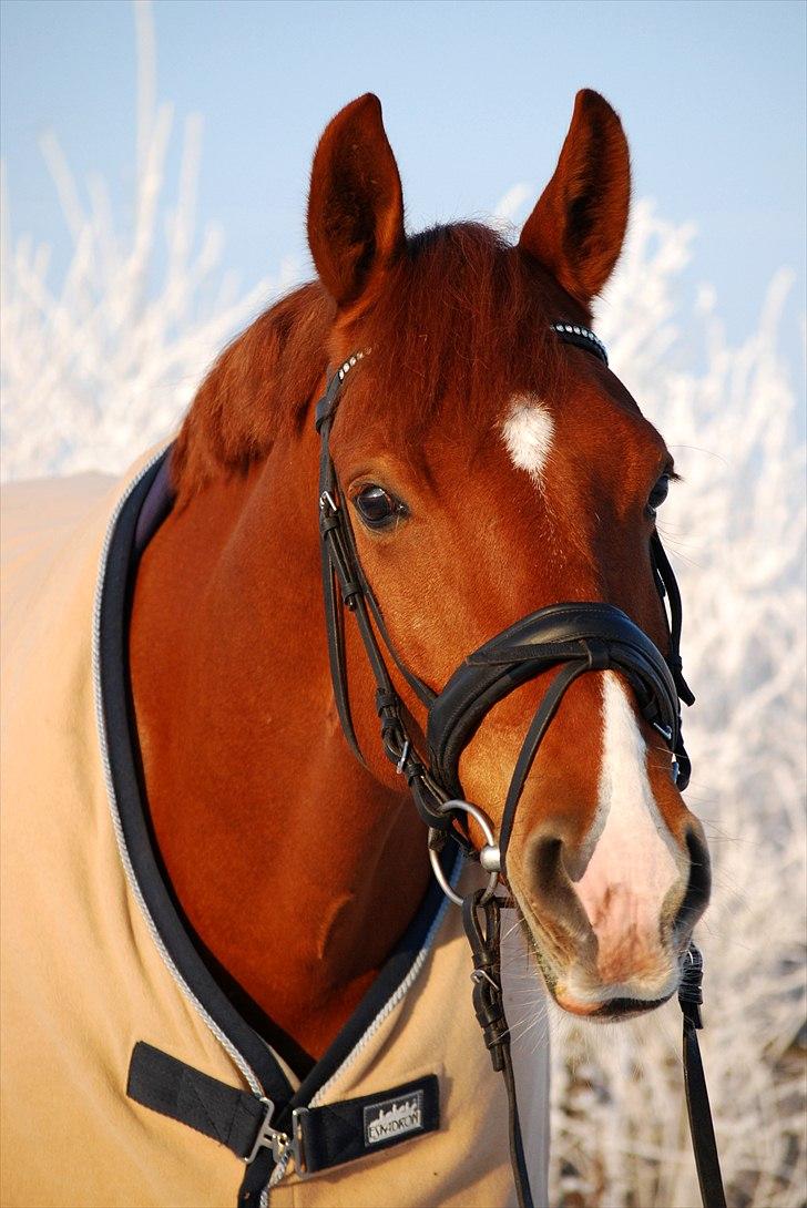 Frederiksborg Rigel af Vestergård - 1# Mit kæreste eje <3 Jeg elsker dig! //FOTO: Stine Tornvig billede 1