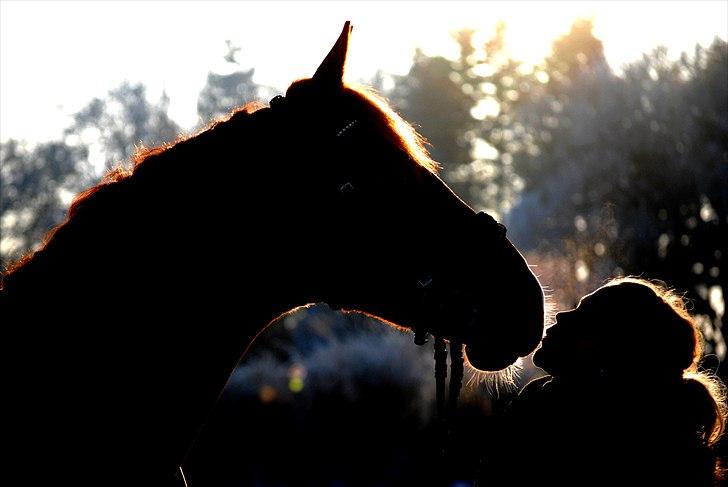 Frederiksborg Rigel af Vestergård - #8 VOres venskab er lige som krig, nem at starte, umulig at slutte og aldrig til at glemme <3 //FOTO: Stine T. billede 8