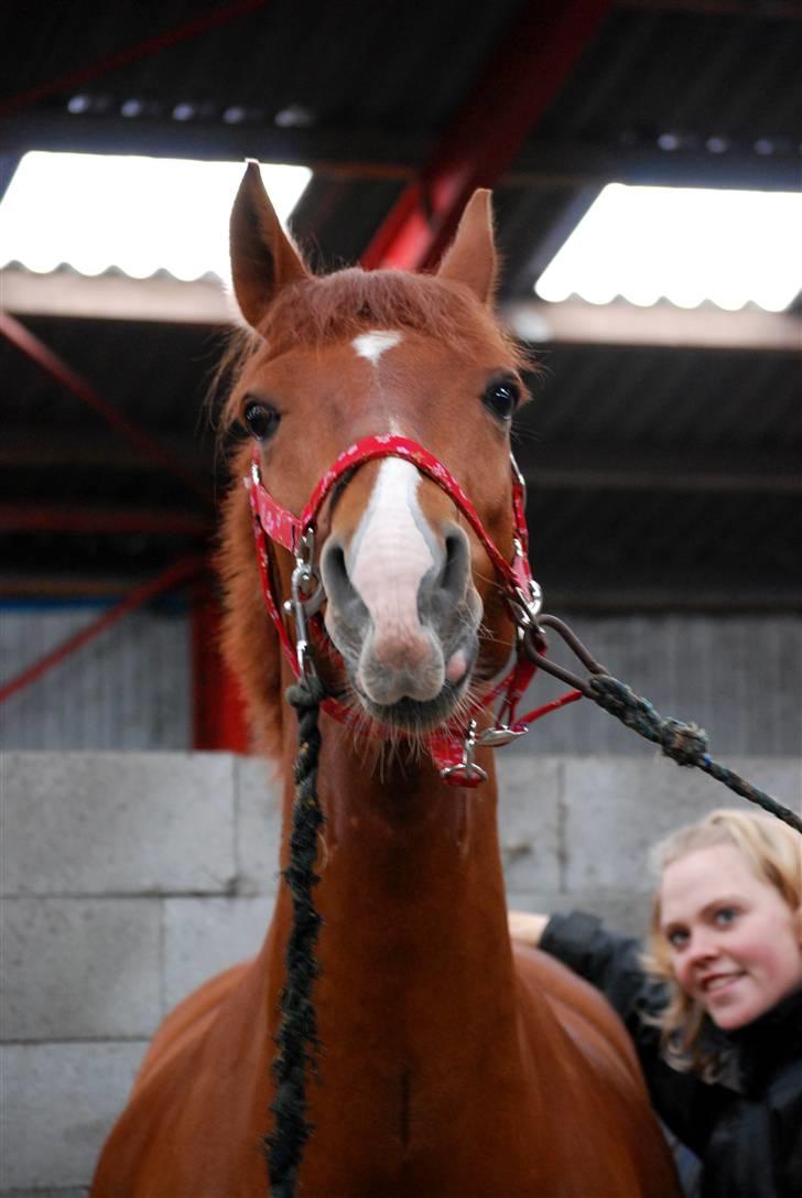 Frederiksborg Rigel af Vestergård - #9 Verdens aller aller bedste hest/bambi :-* Årh min babybambi, jeg elsker dig mere end noget andet! //FOTO: Stine T. billede 9