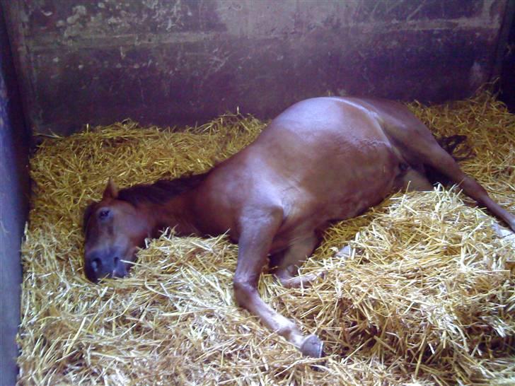 Anden særlig race Tribbe Birk - Savner at få en lur med dig!<3 billede 13