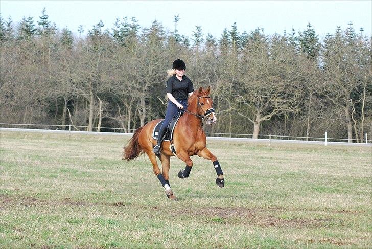 Frederiksborg Rigel af Vestergård - #10 Bassen giver den gas på marken :-) Lækre drengerøv! Gud hvor jeg dog elsker dig :-* //FOTO: Anita Rasmussen billede 10