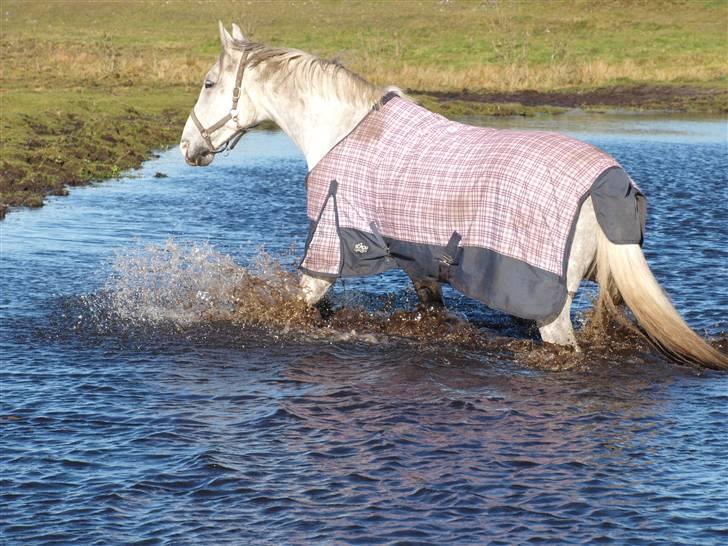 Dansk Varmblod Litana - Litana bader i søen en efterårs dag 09 Foto: Trine billede 13