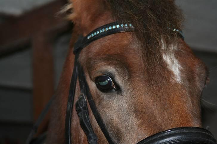 New Forest Chappy - Solgt&Savnet! <3 - 1) Velkommen, til Chappys profil, læg gerne en kommentar, og en bedømmelse.. billede 1