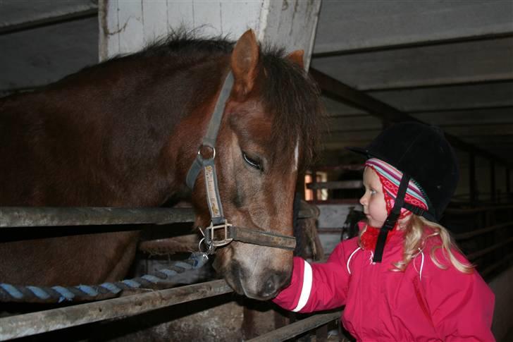 New Forest Chappy - Solgt&Savnet! <3 - 3) Chappy, og lillesøs.. billede 3