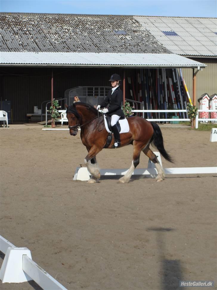 Anden særlig race Thomas O'Malley billede 3