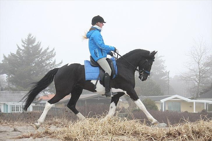 Barockpinto Jake - En tur til stranden - Fri trav :o)  foto: Maria Rasch billede 4