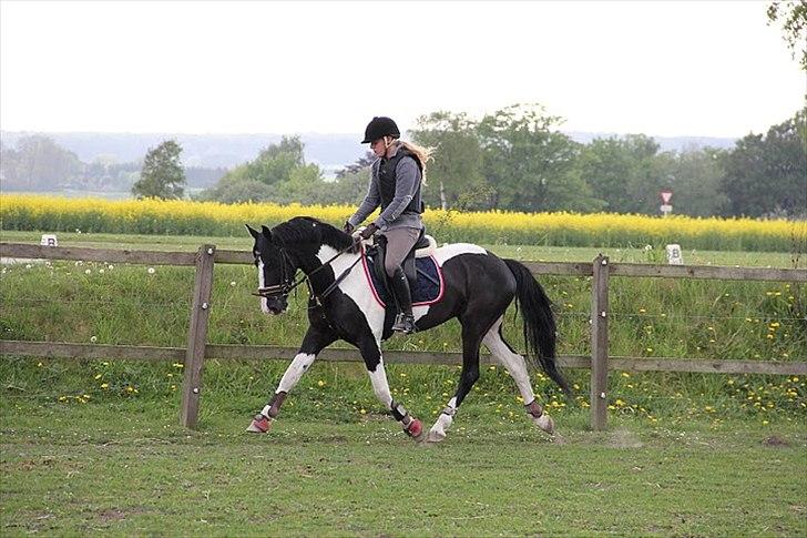 Barockpinto Jake - Han er ret lækker! <333 Foto: Maria Rasch. billede 9
