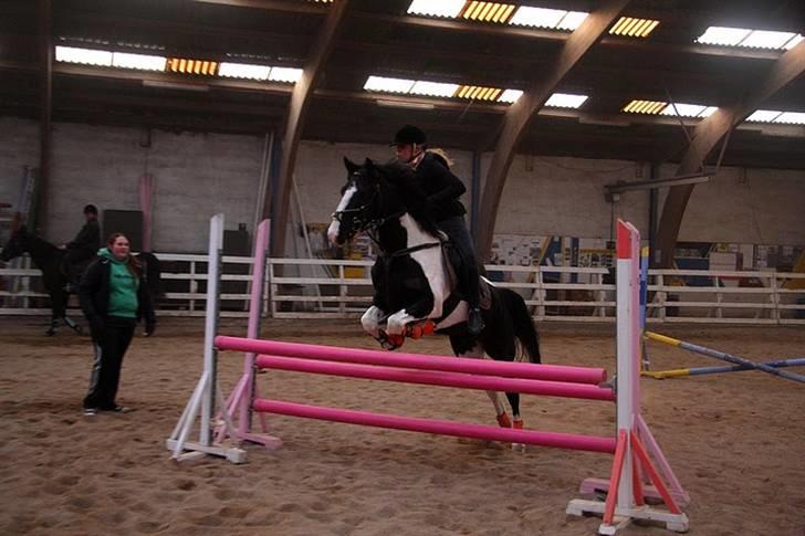 Barockpinto Jake - Første gang vi sprang 95 cm :) billede 10