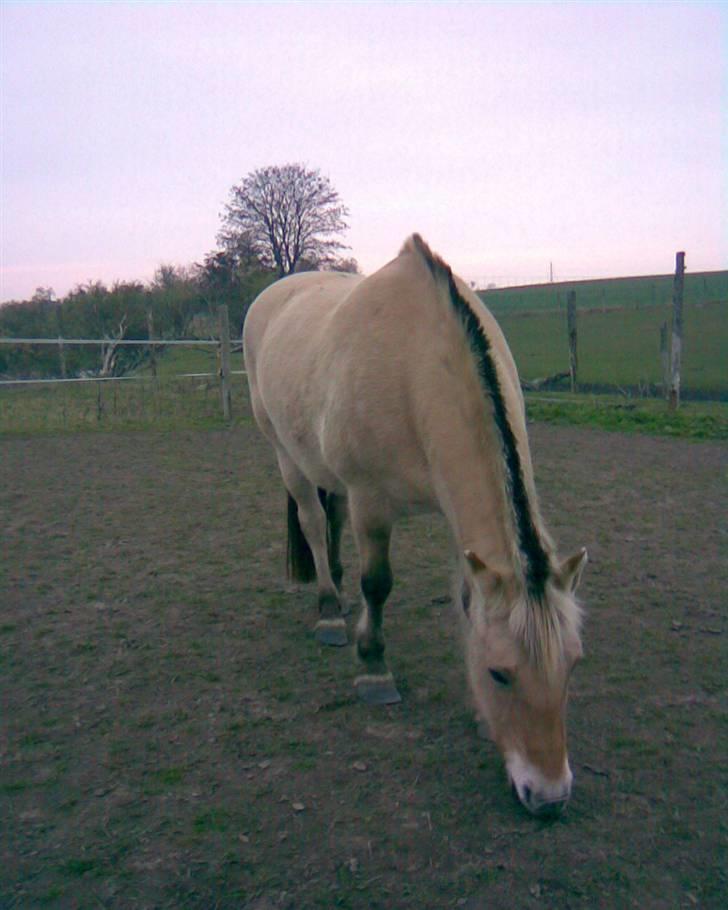 Fjordhest Runa Godthåb *solgt* billede 1