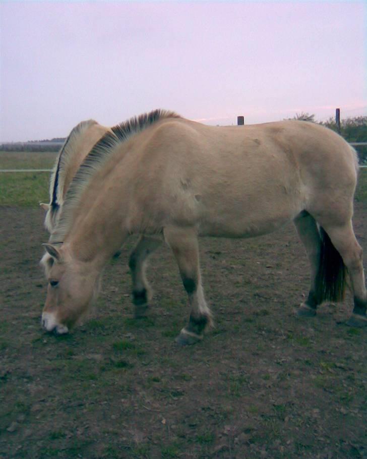 Fjordhest Runa Godthåb *solgt* billede 2