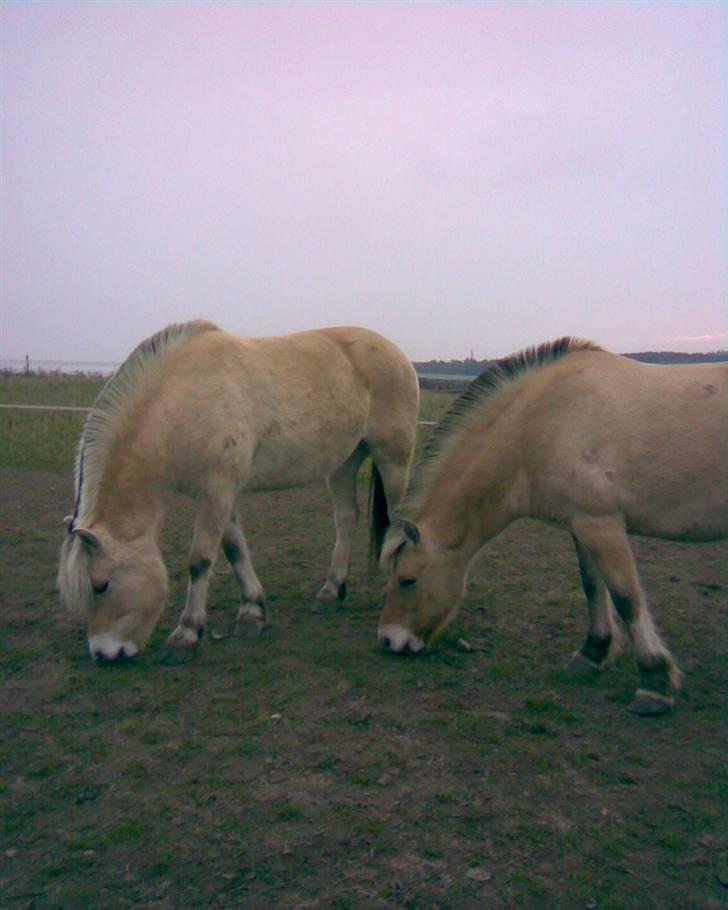 Fjordhest Runa Godthåb *solgt* - Runa længst til højre :) billede 3
