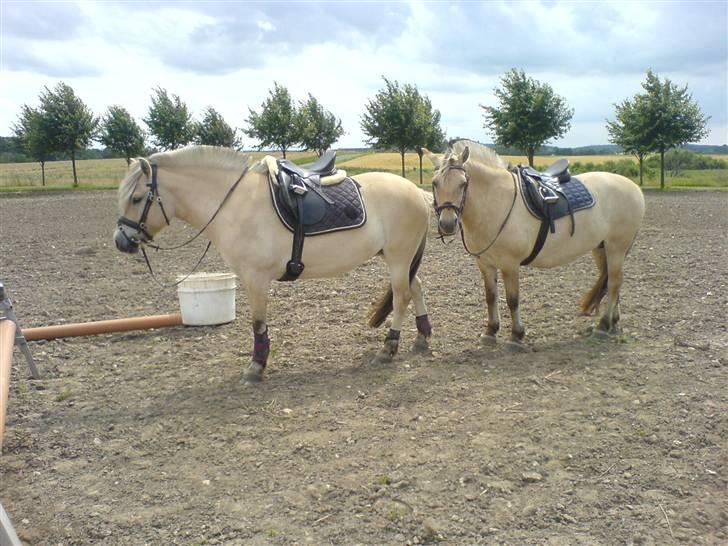Fjordhest Runa Godthåb *solgt* - Runa længst til højre :) billede 4
