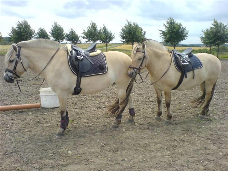 Fjordhest Runa Godthåb *solgt* - Runa længst til højre :) billede 5