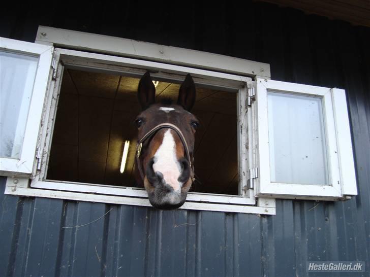 Oldenborg Pascal billede 7