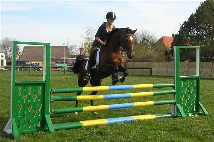 Arabisk fuldblod (OX) mb karatt  billede 12