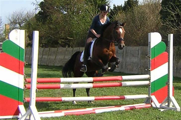 Arabisk fuldblod (OX) mb karatt  billede 13