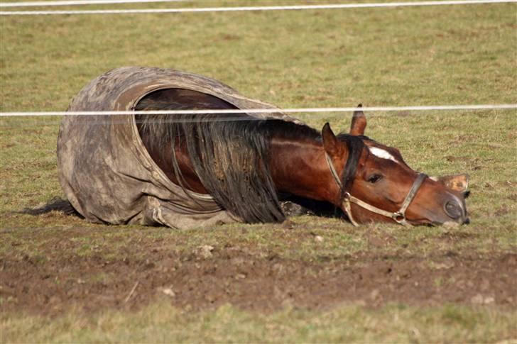 Arabisk fuldblod (OX) mb karatt  billede 14