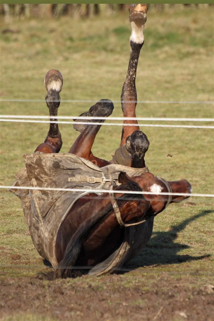 Arabisk fuldblod (OX) mb karatt  billede 15