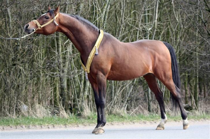 Arabisk fuldblod (OX) mb karatt  billede 16