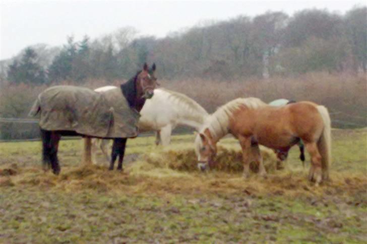 Arabisk fuldblod (OX) mb karatt  billede 17