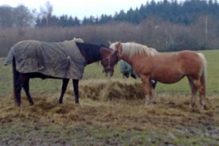 Arabisk fuldblod (OX) mb karatt  billede 18