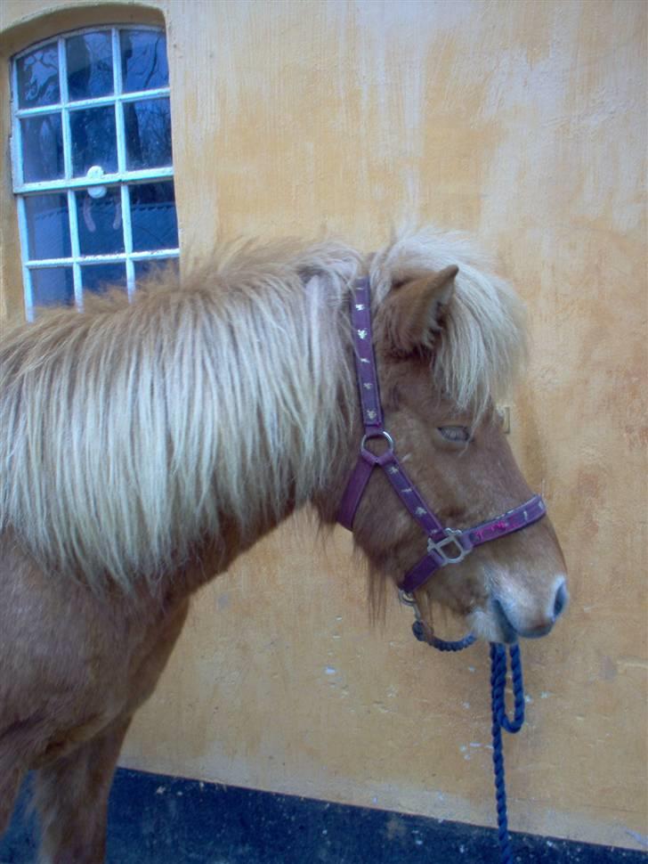 Islænder Fína fra Bøgelykke R.I.P. - lige da vi købte hende billede 4