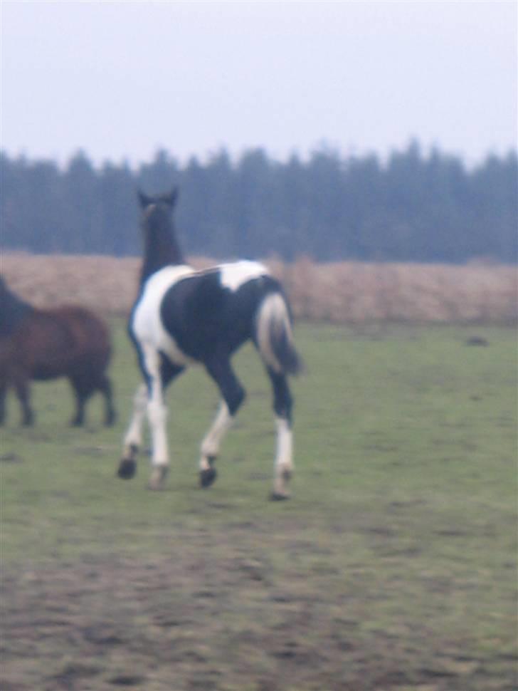 Barockpinto Opposites Attract - Hun begynder så småt at få en blæret attetude... billede 5