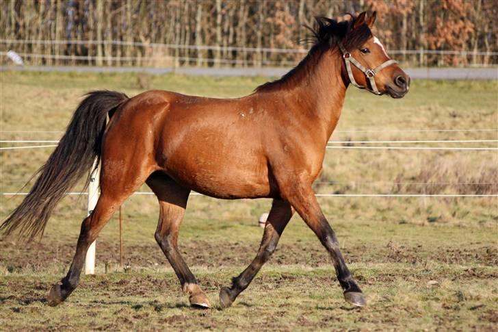 DSP troja  - 25 dec 2008 billede 2