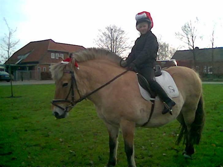 Fjordhest Mia-Maja (SOLGT) - Inden Juleoptoget i Arrild by billede 11