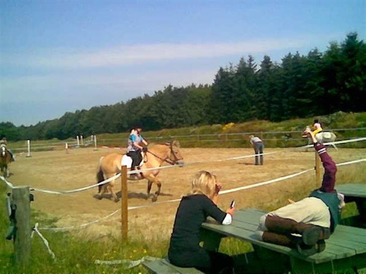 Fjordhest Mia-Maja (SOLGT) - Det var en sjov dag  billede 12