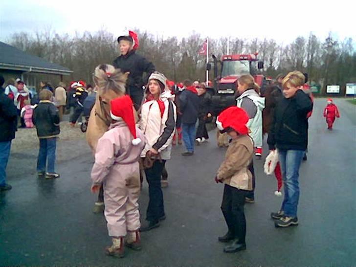 Fjordhest Mia-Maja (SOLGT) - Til juleoptog i Arrild billede 13