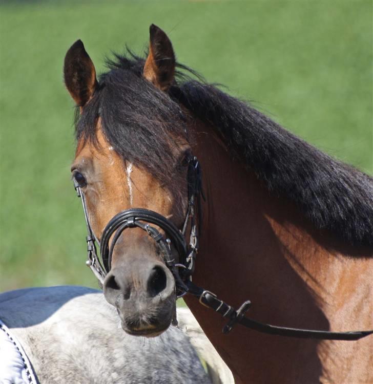 DSP troja  - jagt 2008 billede 6