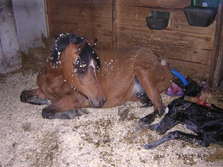 DSP troja  - 28 marts 2008 troja bliver mor billede 9