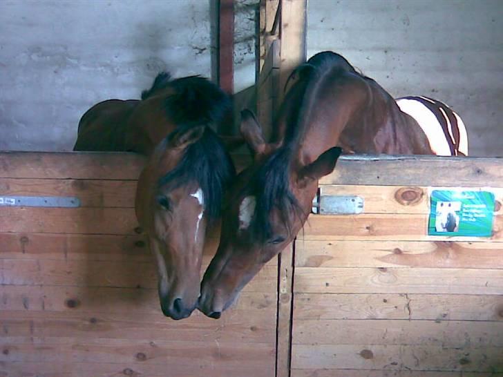 DSP troja  - troja og karatt billede 11