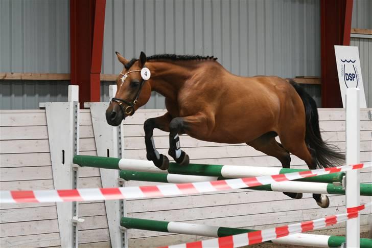 DSP troja  - kåring dsp 2008 billede 15