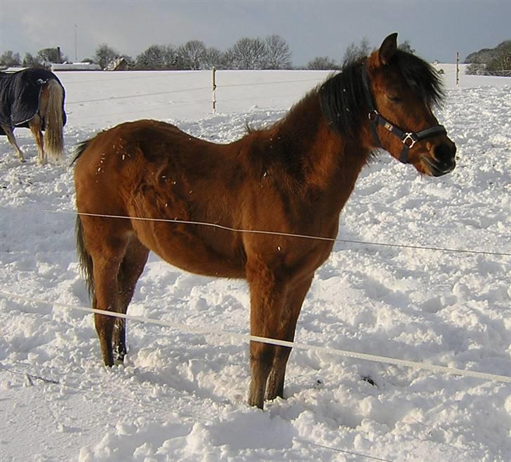 DSP troja  - troja 1½ år billede 16