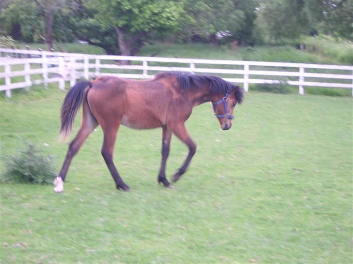 DSP troja  - troja 5-6 måneder gammel billede 18