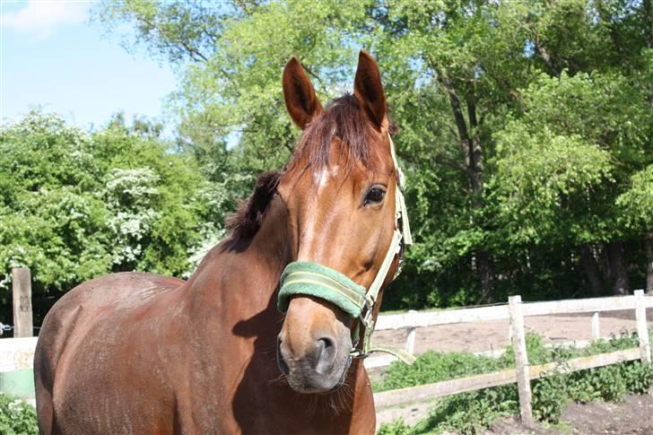 Dansk Varmblod Kaiser <33 (Solgt ;'/) - Beskidte Kaiser, sommeren 09 (; billede 5