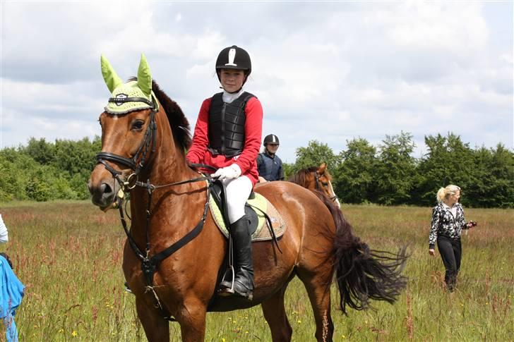 Dansk Varmblod Kaiser <33 (Solgt ;'/) - Efter LØSR forårsjagt 09 billede 6