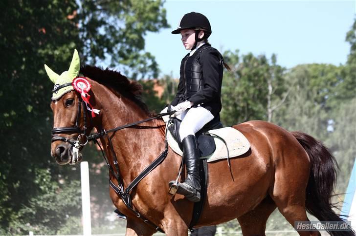 Dansk Varmblod Kaiser <33 (Solgt ;'/) - Sprinstævne d. 30/05-09. Vi vandt i LD ;D Kun hans andet springstævne :D (Foto: Louise Sørensen) billede 8