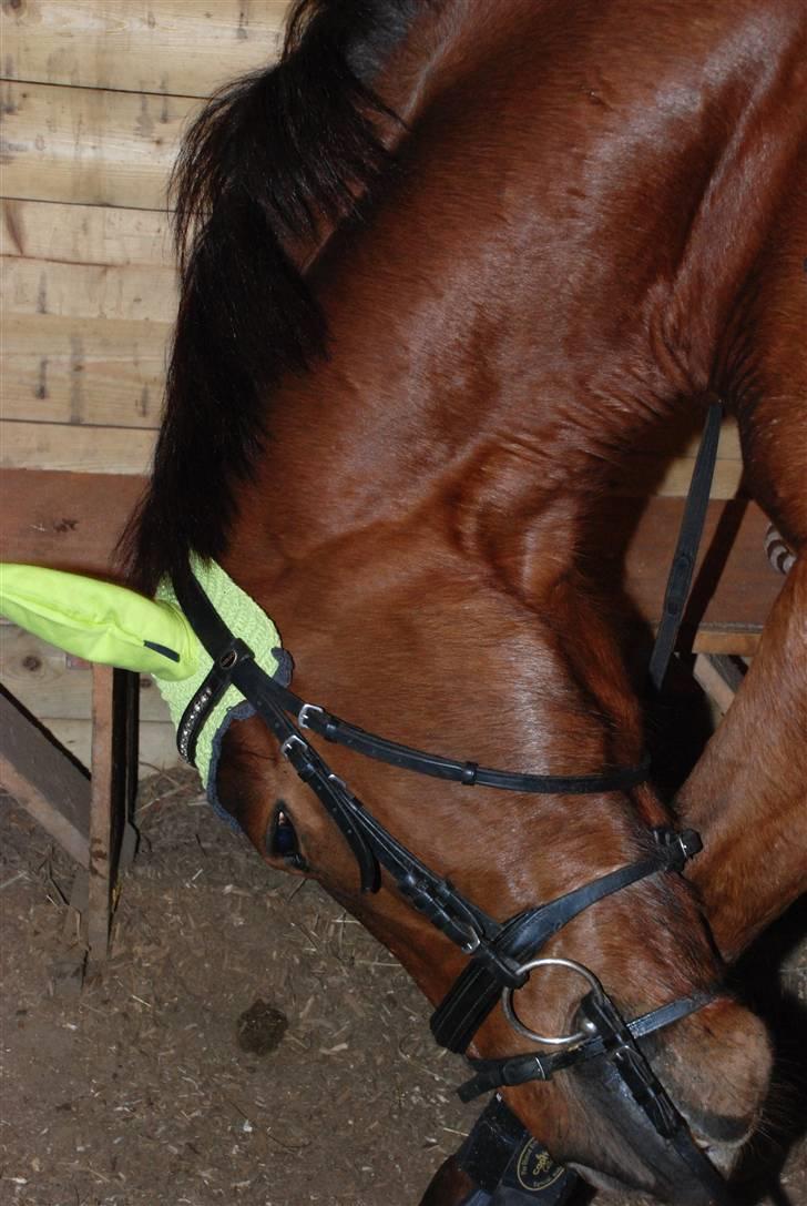 Dansk Varmblod Kaiser <33 (Solgt ;'/) - Det klør ! billede 10