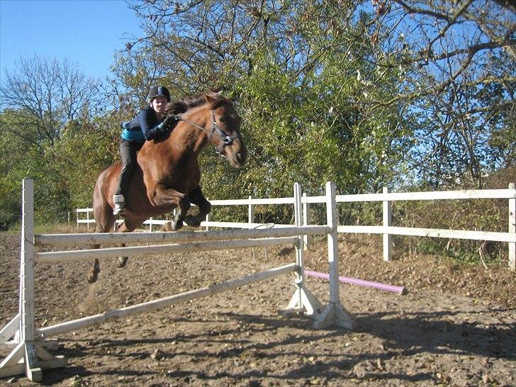 Dansk Varmblod Kaiser <33 (Solgt ;'/) - Sidste dag med Kaiser! :´( 120 cm, kun iført grime og tov <3 billede 14