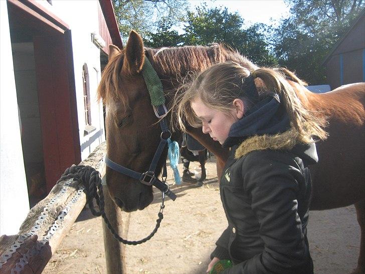 Dansk Varmblod Kaiser <33 (Solgt ;'/) - Vi gør alt sammen, vi er et<3 billede 15