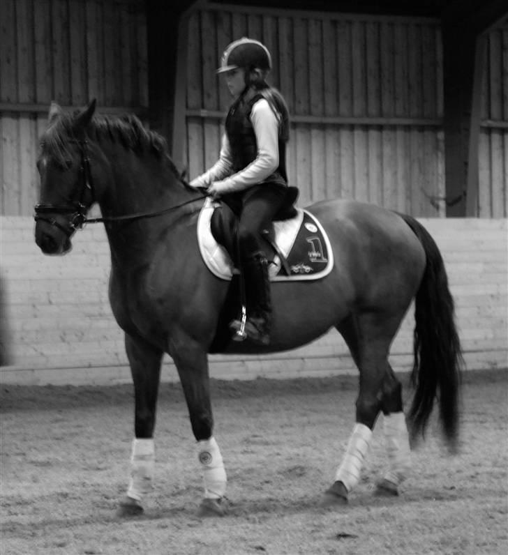 Dansk Varmblod Kaiser <33 (Solgt ;'/) - Smuuk <33 billede 17