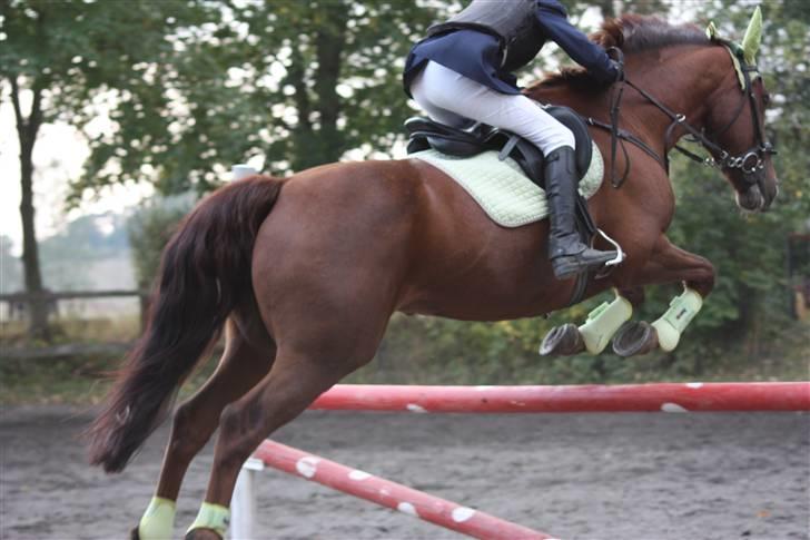 Dansk Varmblod Kaiser <33 (Solgt ;'/) - Sprinstævne LB på falken (Fotograf: Alberte Bidstrup) billede 18