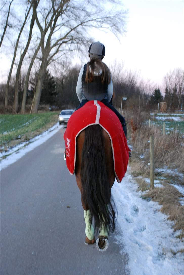 Dansk Varmblod Kaiser <33 (Solgt ;'/) - Nu er det lige før du går ;p billede 19