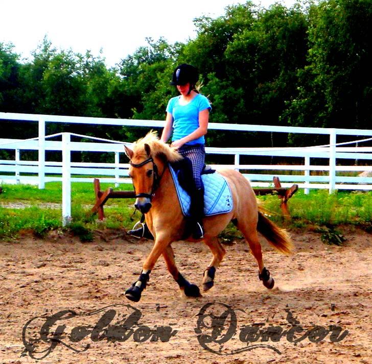 Anden særlig race Golden Dancer - Solgt billede 15