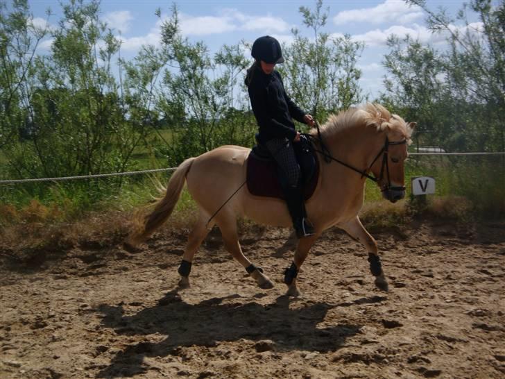 Anden særlig race Golden Dancer - Solgt - Dejlige pony <3 billede 16